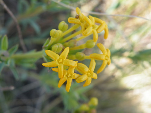Image of Lasiosiphon capitatus by (c) Antoinette Eyssell Knox, some rights reserved (CC BY-SA)