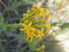 Lasiosiphon capitatus