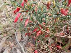 Stenanthera conostephioides