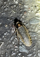 Henschoutedenia flexivitta