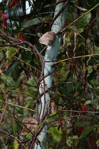 Image of Acacia mabellae by (c) Max Campbell, some rights reserved (CC BY)