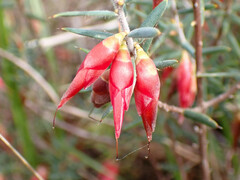 Stenanthera conostephioides