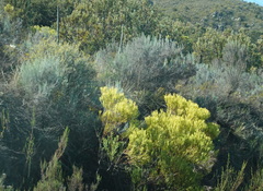 Leucadendron salignum