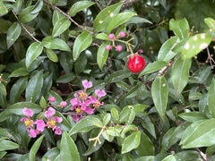 Malpighia emarginata
