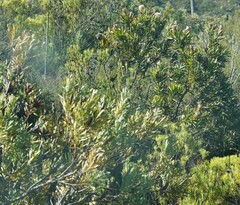 Protea neriifolia