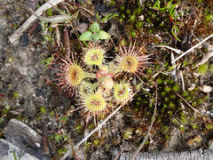 Drosera glanduligera