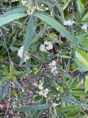 Olearia lirata
