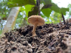 Cystolepiota