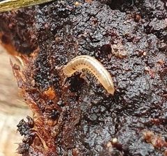 Blaniulus guttulatus