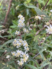 Olearia lirata