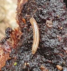 Blaniulus guttulatus