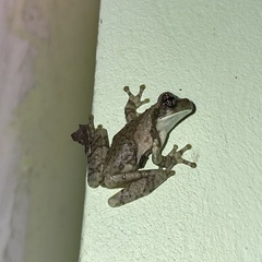Trachycephalus typhonius