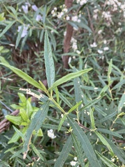 Olearia lirata