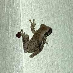 Trachycephalus typhonius