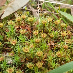 Polytrichum juniperinum
