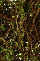 Tinospora glabra