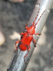 Dicelosternus corallinus