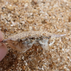 Matuta victor