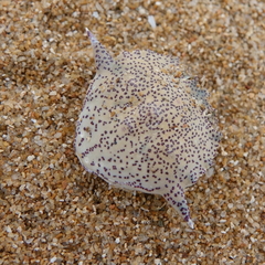 Matuta victor