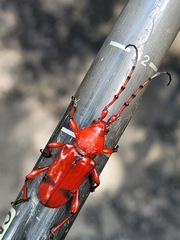 Dicelosternus corallinus