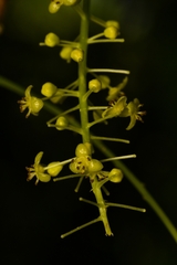Tinospora glabra