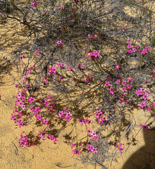 Calytrix brevifolia