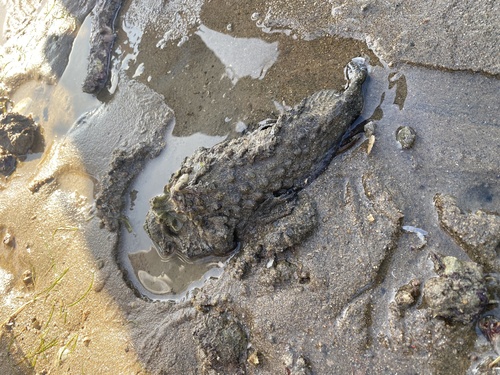 Estuariene steenvis (Synanceia horrida) — Synanceiidae — 4