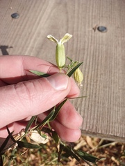 Silene procumbens