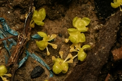Tinospora glabra