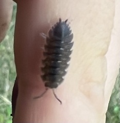 Porcellio