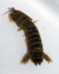 Pseudosquilla ciliata