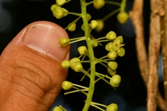 Tinospora glabra