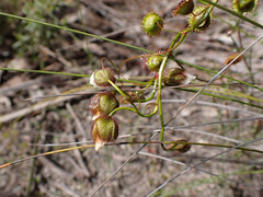 Drosera planchonii