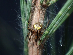 Araneus albotriangulus