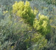 Leucadendron salignum