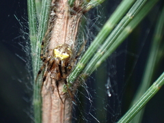 Araneus albotriangulus