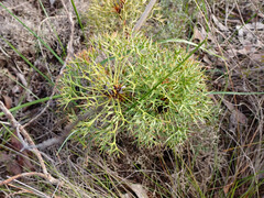 Isopogon ceratophyllus