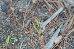 Hypericum gentianoides