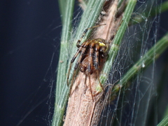 Araneus albotriangulus