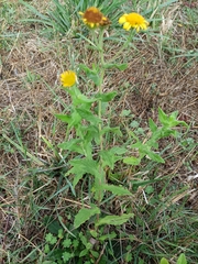 Pulicaria dysenterica