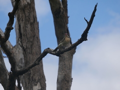 Acanthagenys rufogularis