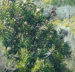 Protea neriifolia