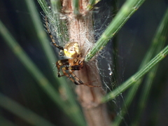 Araneus albotriangulus