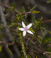 Calytrix
