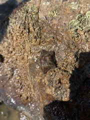 Cryptasterina pentagona