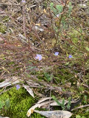 Wahlenbergia gracilis