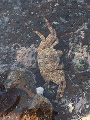 Grapsus