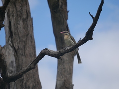 Acanthagenys rufogularis