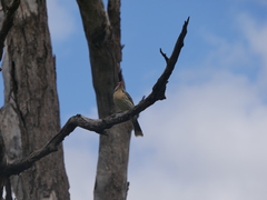 Acanthagenys rufogularis