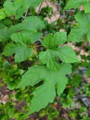 Ampelopsis glandulosa heterophylla